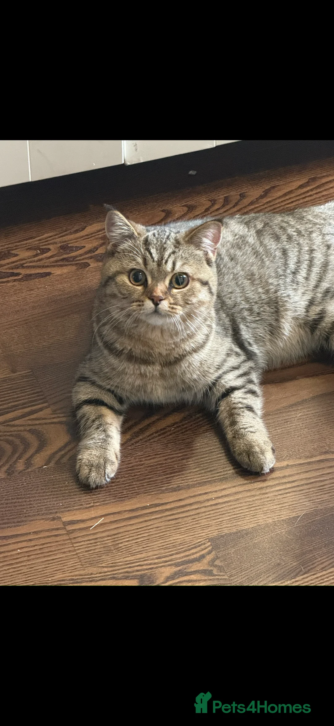 British Shorthair cats for sale: Beautiful chocolate pure bred British Shorthair  - Advert 2