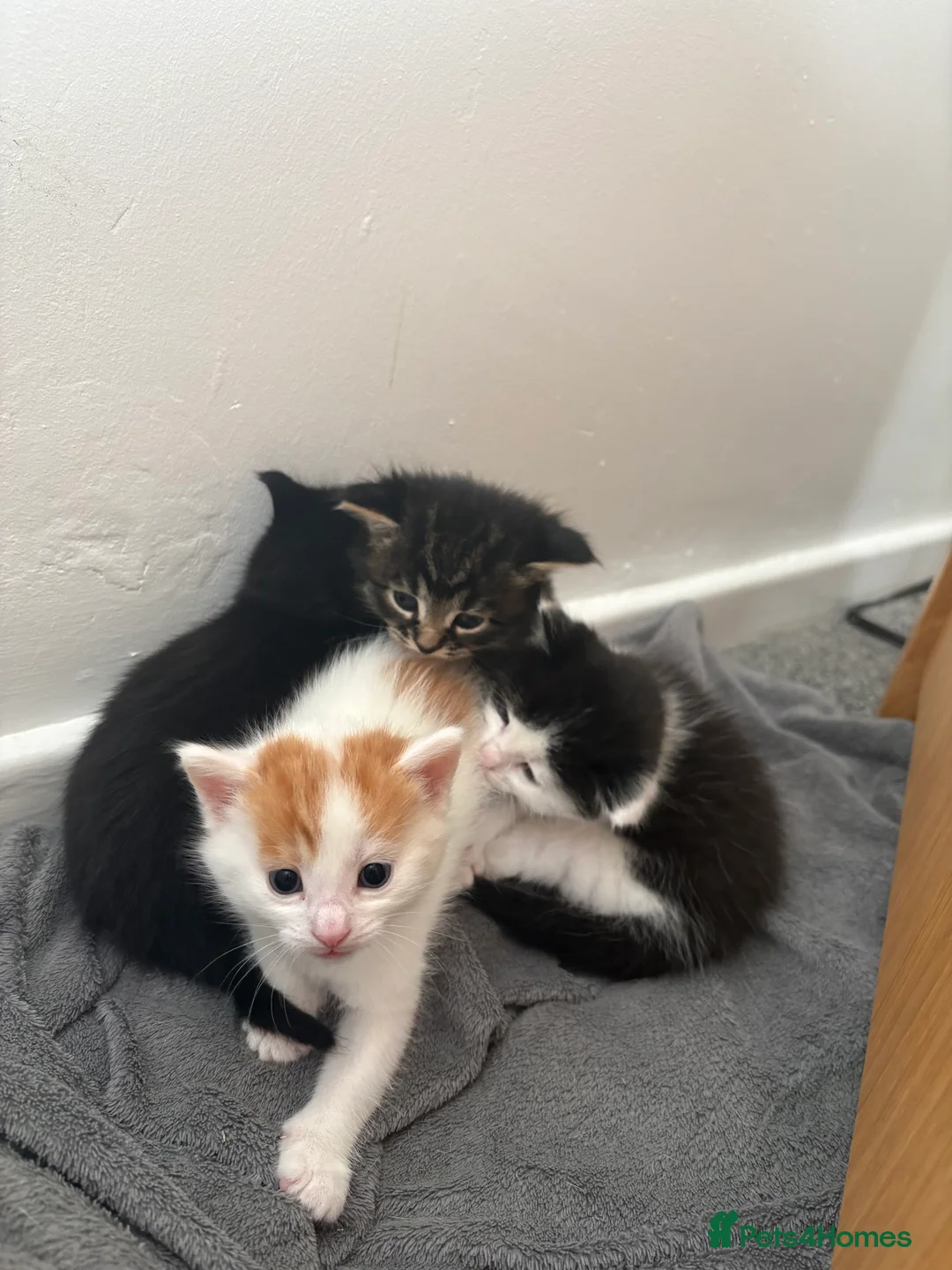 Mixed Breed cats for sale: Kitten in Wakefield - Advert 2