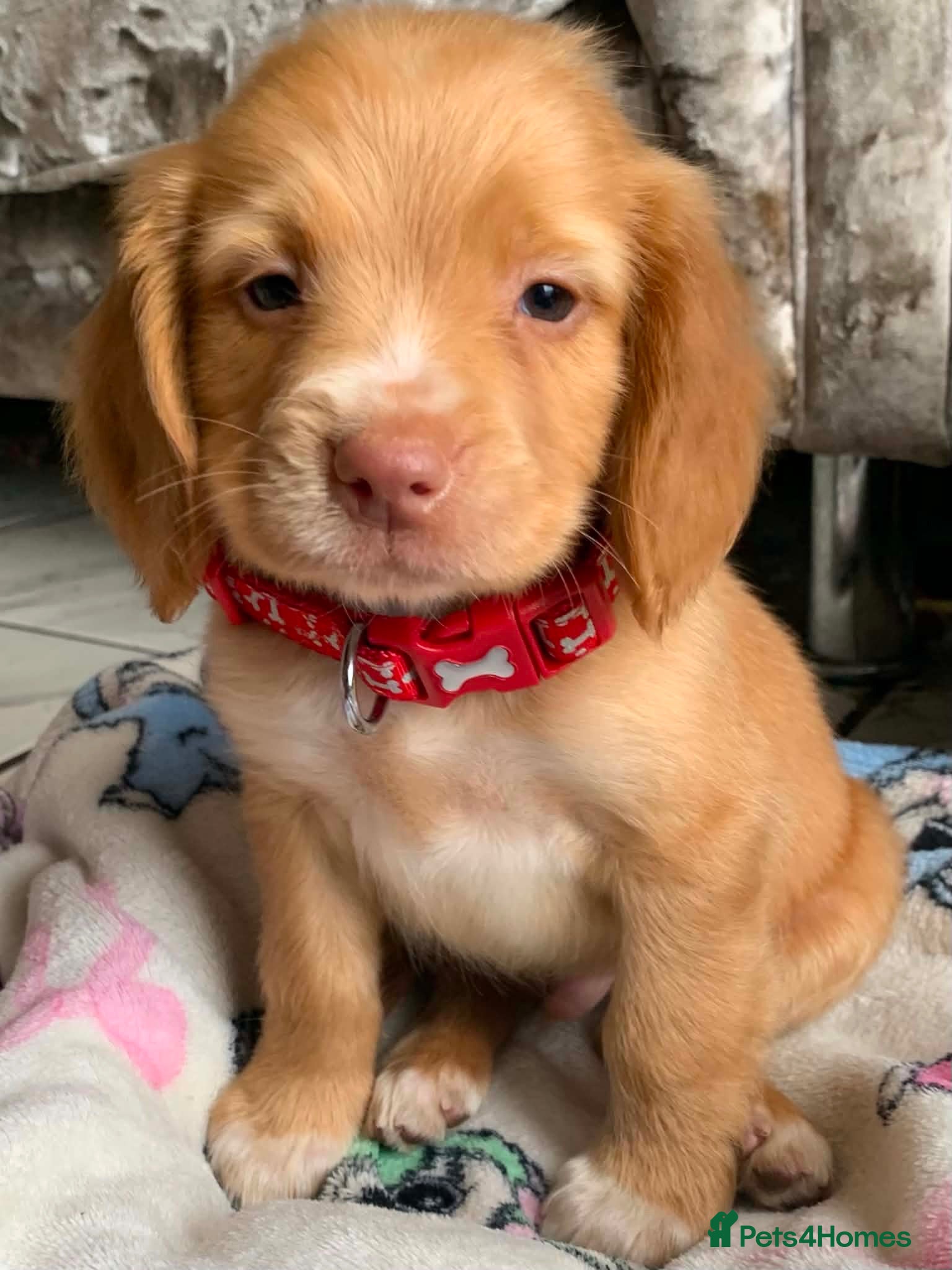 Sprocker dogs Stunning F2 sprocker spaniel puppies !  - Advert 1
