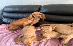 Cocker Spaniel dogs for sale: Pure bread spaniel  - Image 1