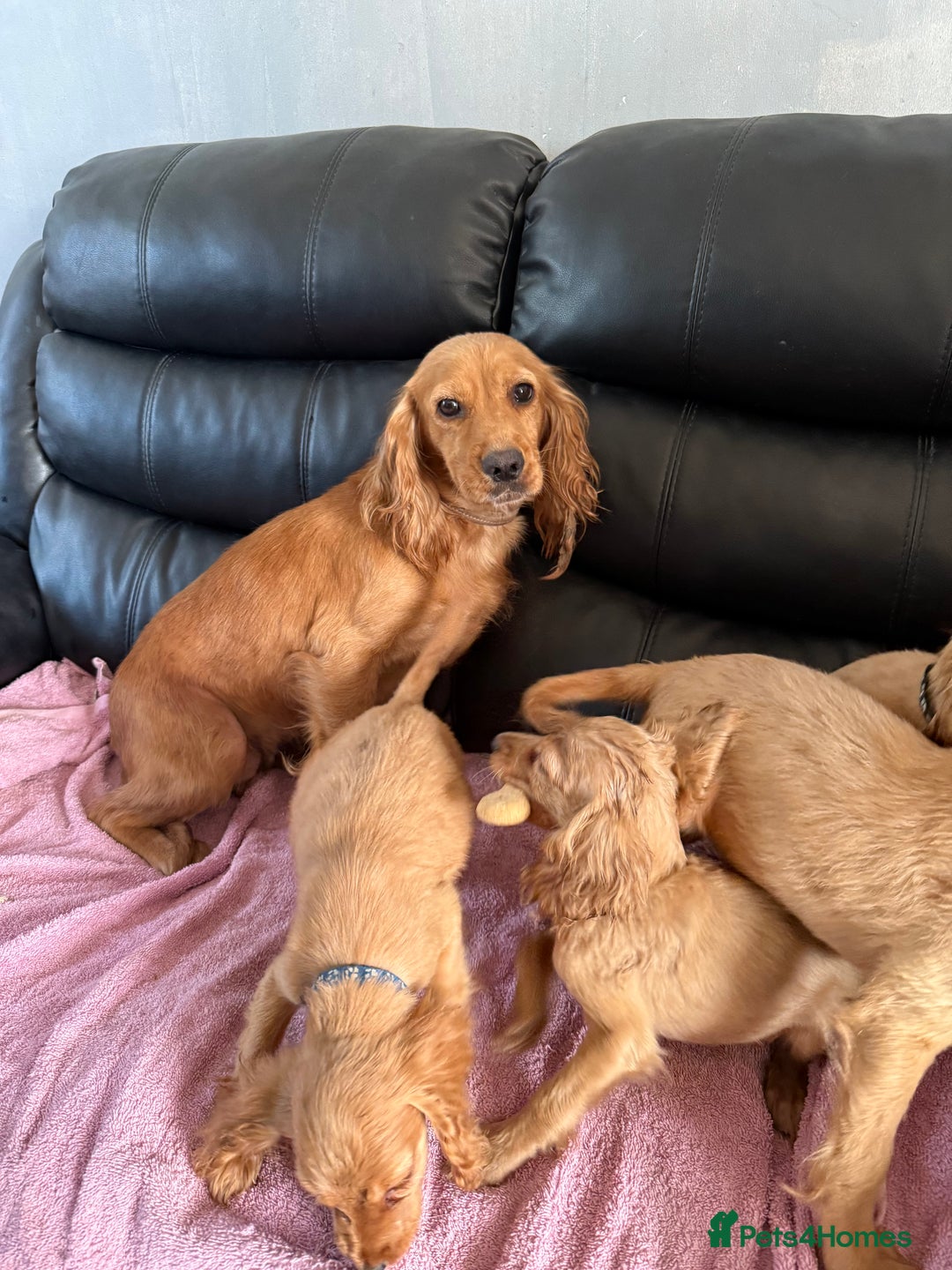 Cocker Spaniel dogs for sale: Pure bread spaniel  - Image 1