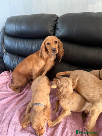 Cocker Spaniel dogs - Advert 8