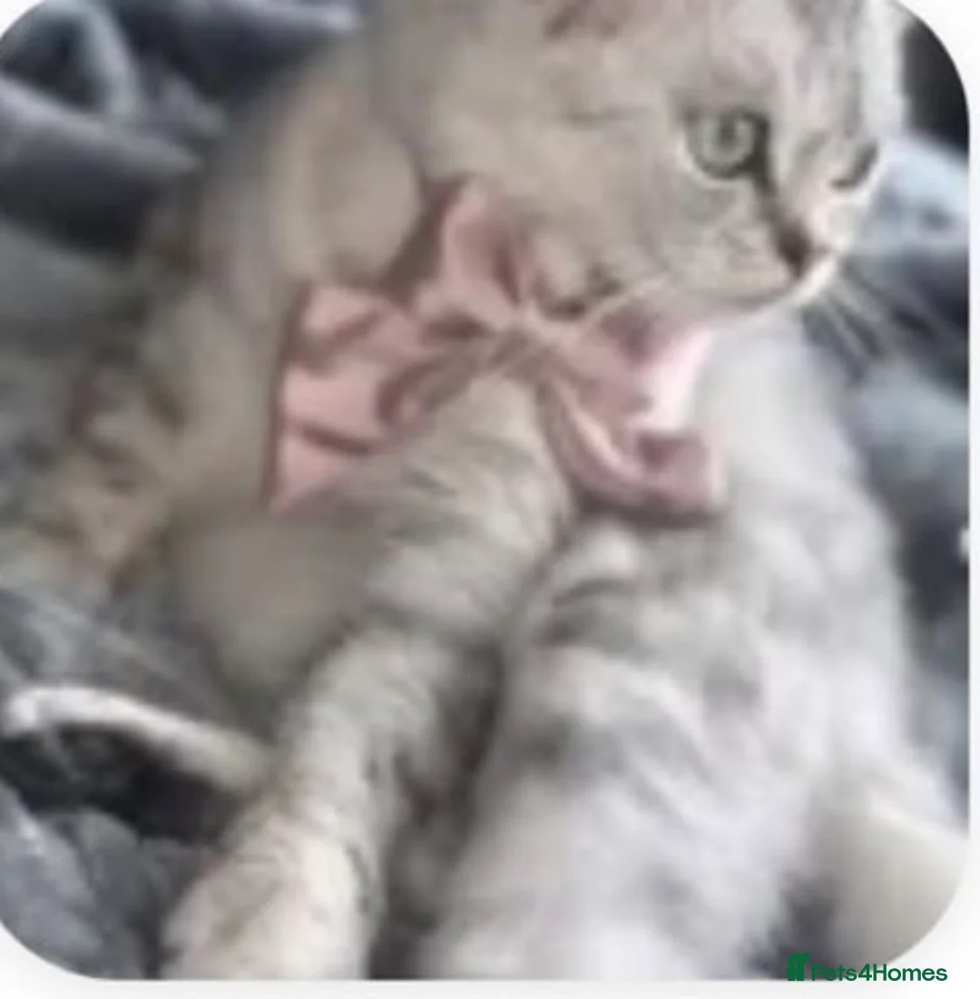 Mixed Breed cats for sale: British shorthair silvertip & exotic persian in Sheffield - Advert 2