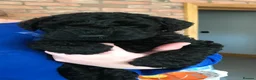 Kerry Blue Terrier dogs for sale: KC REGISTERED KERRY BLUE MALE PUPPY  - Advert 1