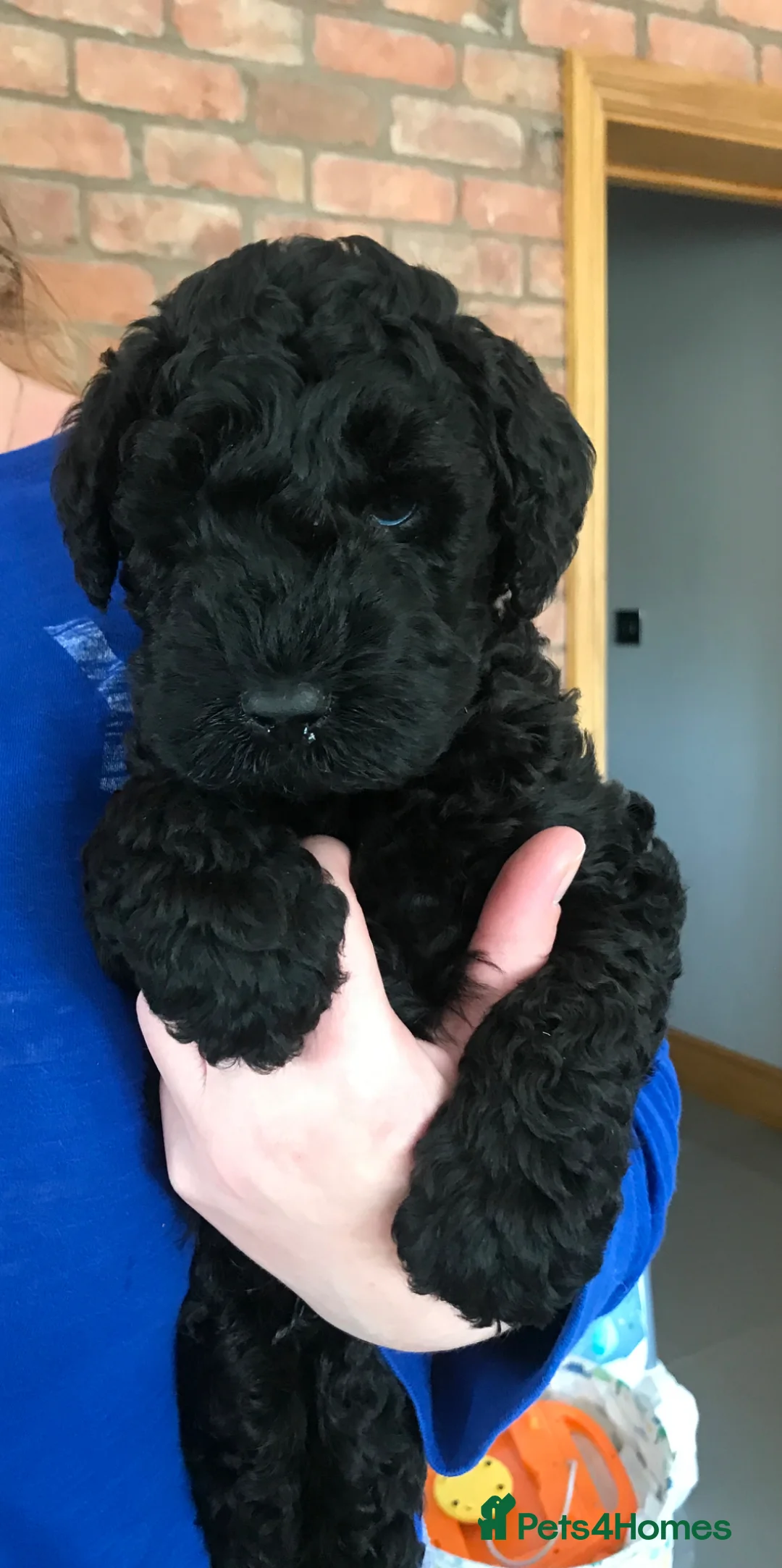 Kerry Blue Terrier dogs for sale: KC REGISTERED KERRY BLUE MALE PUPPY  - Advert 1