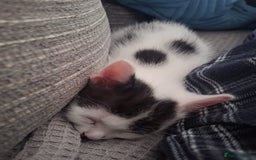 British Shorthair cats for sale: 6 Kittens - Image 4
