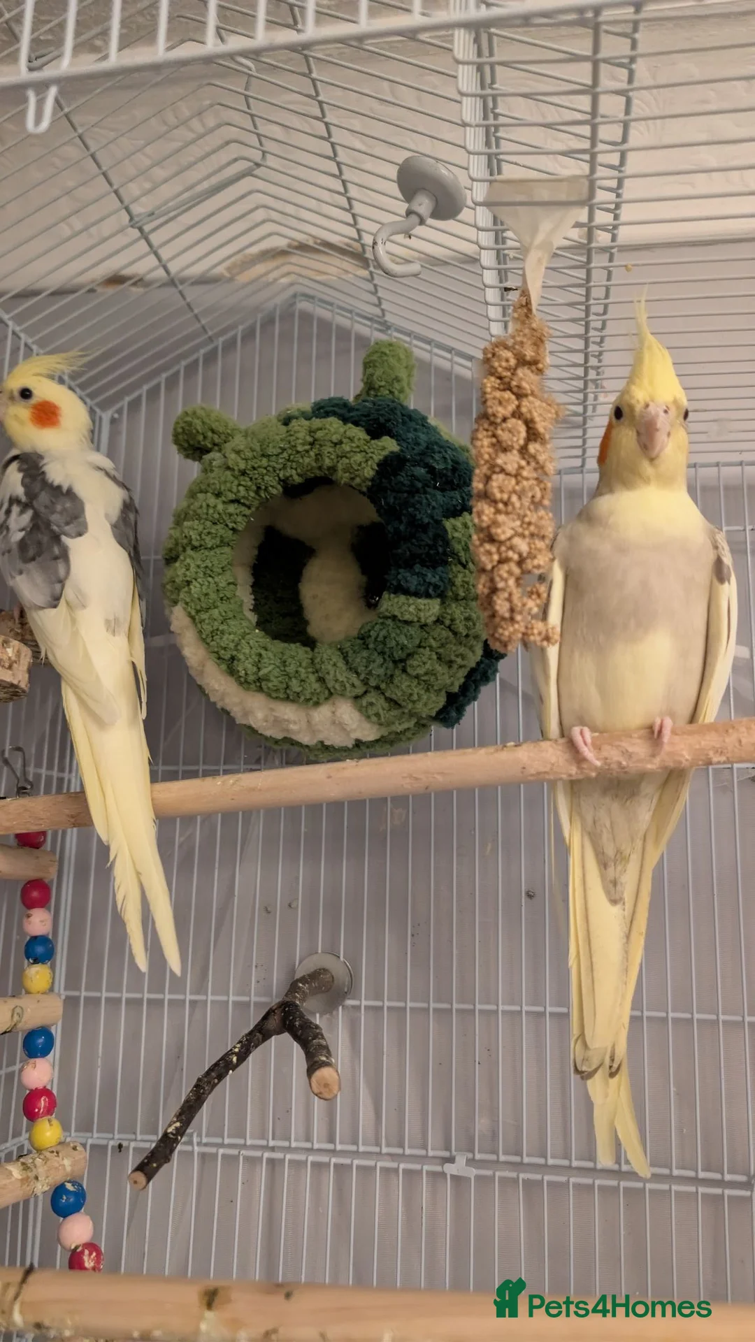 Cockatiels birds for sale: Boy and girl cocktiel couple - Advert 2