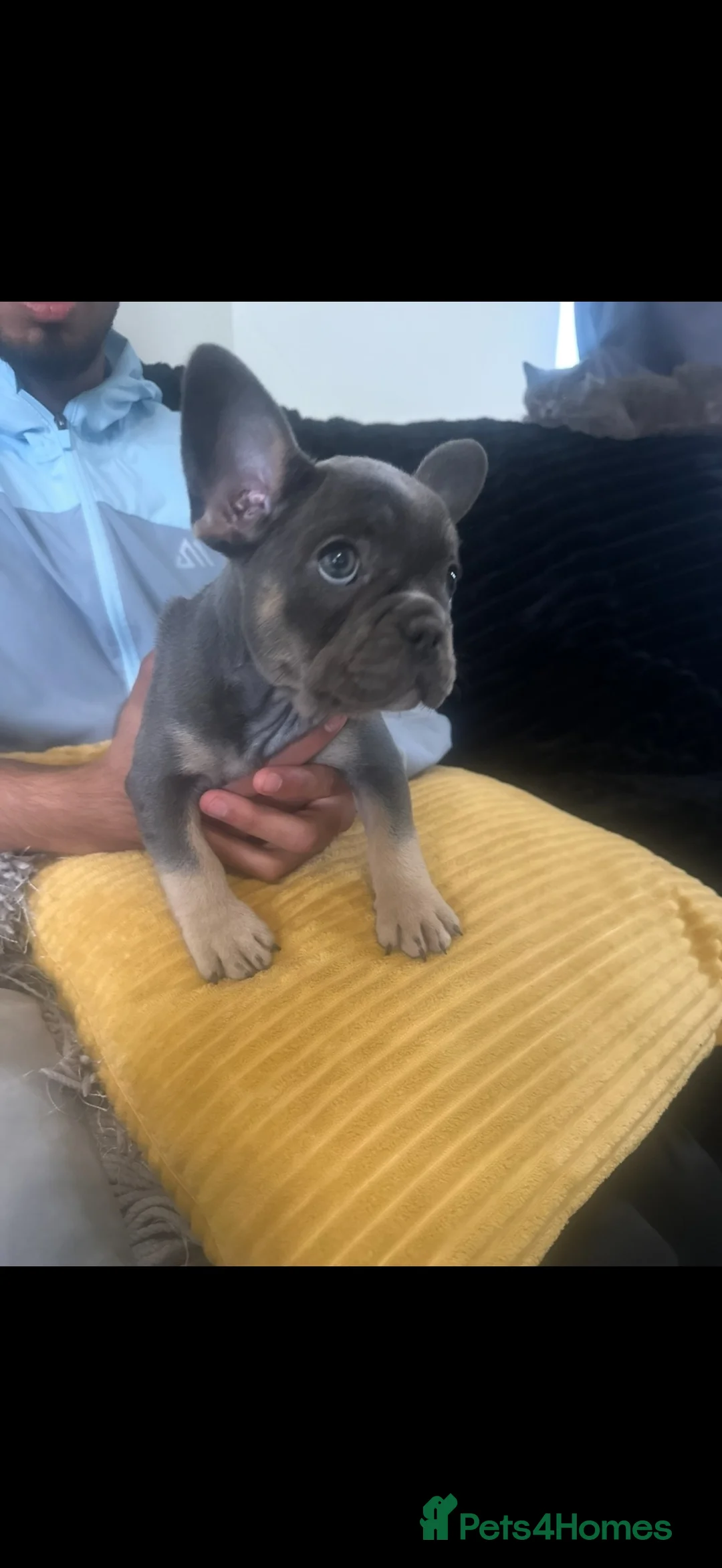 French Bulldog dogs for sale: Pedigree French bulldog puppies  - Advert 1