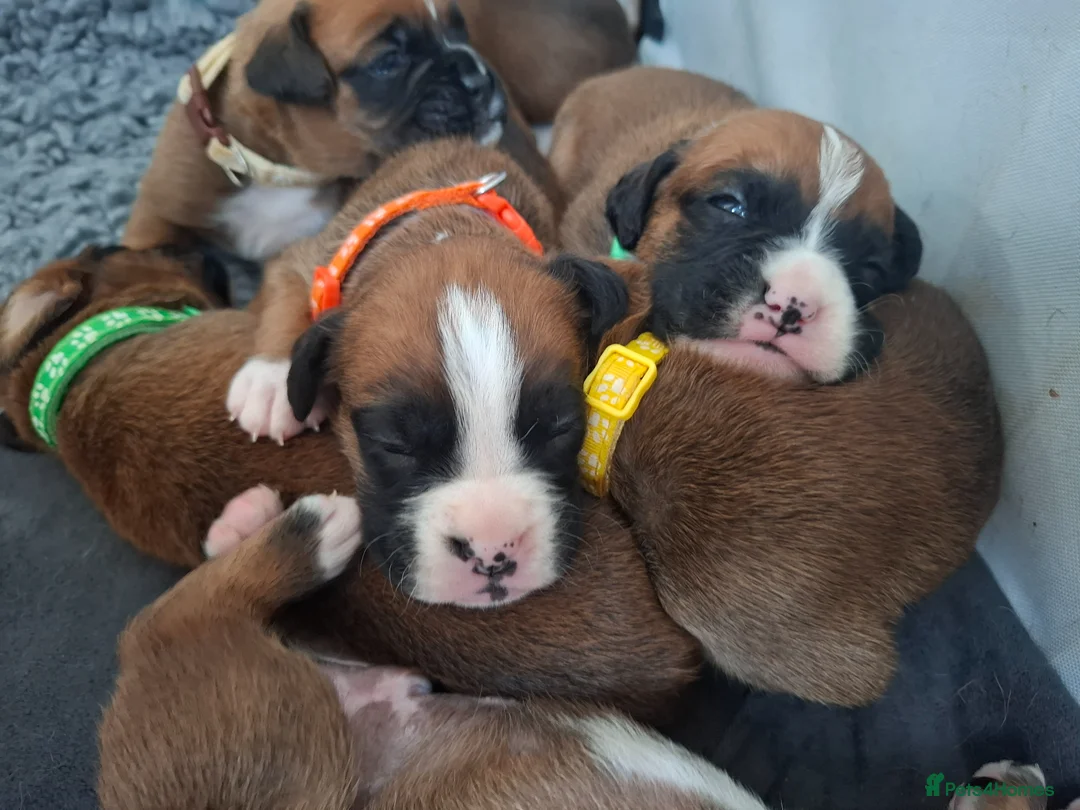 Boxer dogs for sale: KC Registered Boxer Puppies Bobtail/tailed - Advert 16