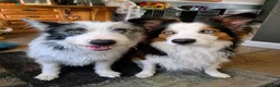 Mixed Breed dogs for sale: Beardie border x puppies - Advert 1