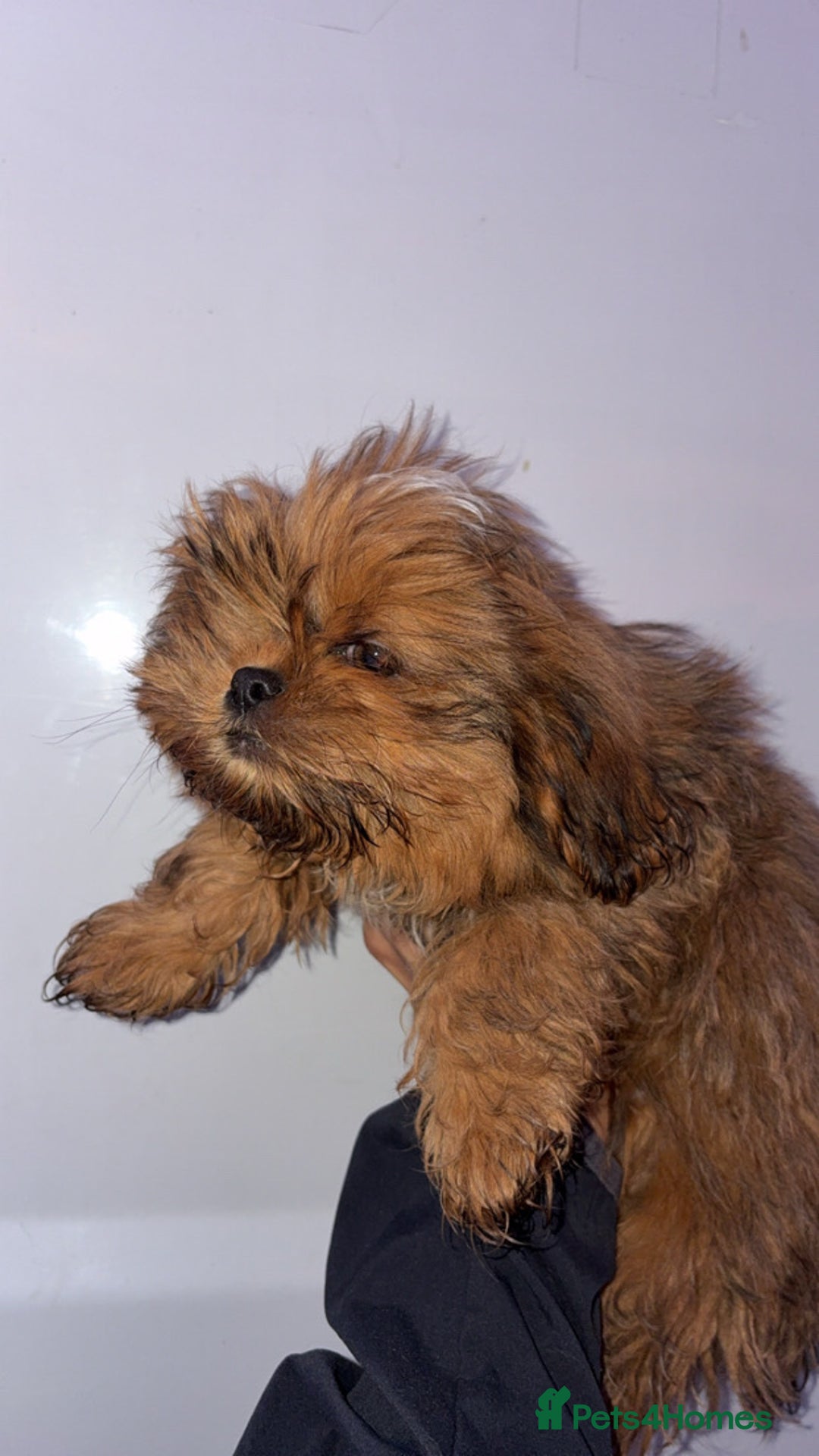 Shih Tzu dogs for sale: Two boys available  - Advert 6