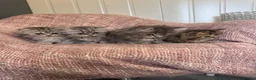Persian cats for sale: Chinchilla Persian kittens doll face  - Advert 2
