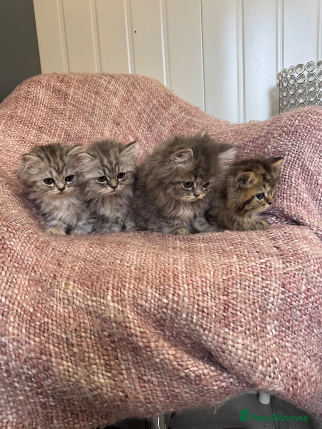 Persian cats for sale: Chinchilla Persian kittens doll face  - Advert 2