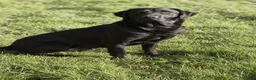 Labrador Retriever dogs for stud: KC Danny Longman - Fully Health Tested - Advert 1