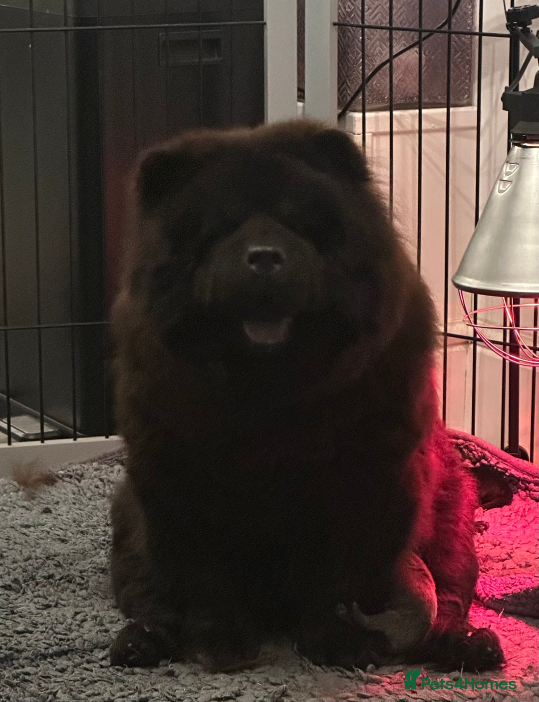 Chow Chow dogs for sale: KC reg chow chows  - Advert 2