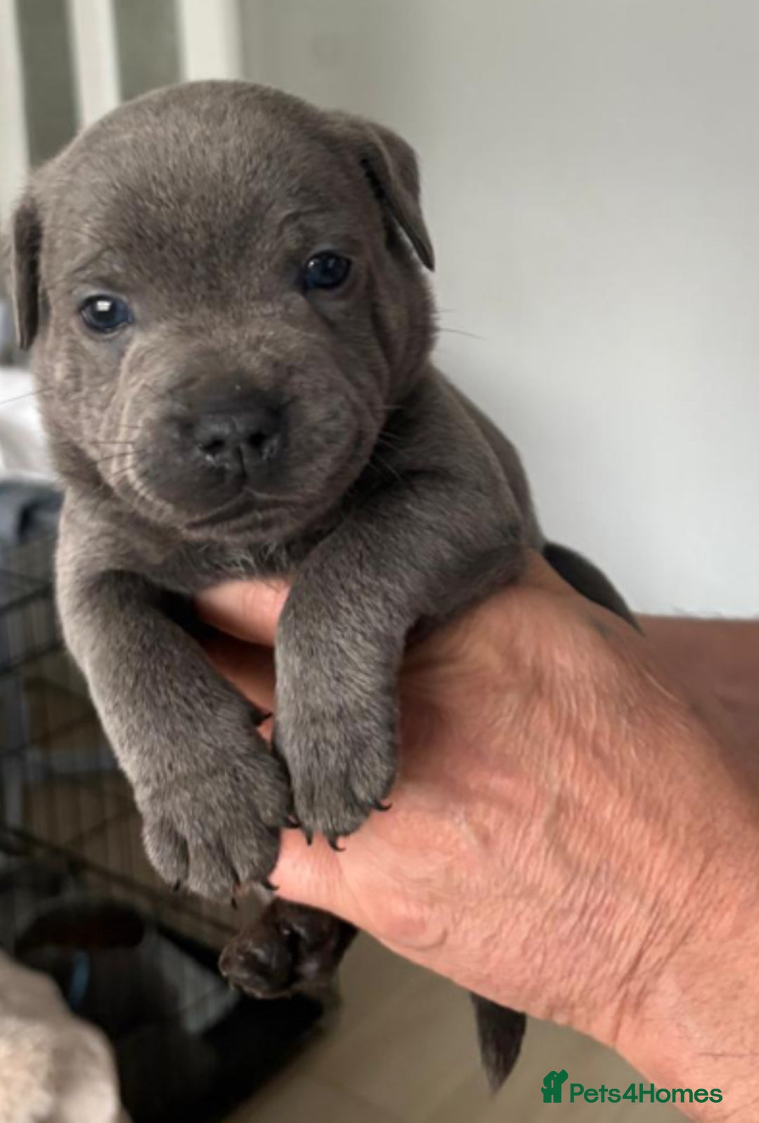 Staffordshire Bull Terrier dogs for sale: Staffordshire bull terrior - Image 6