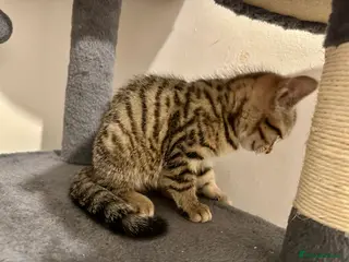 Bengal cats 2 beautiful bengal mix kittens now available !!!! - Advert 3