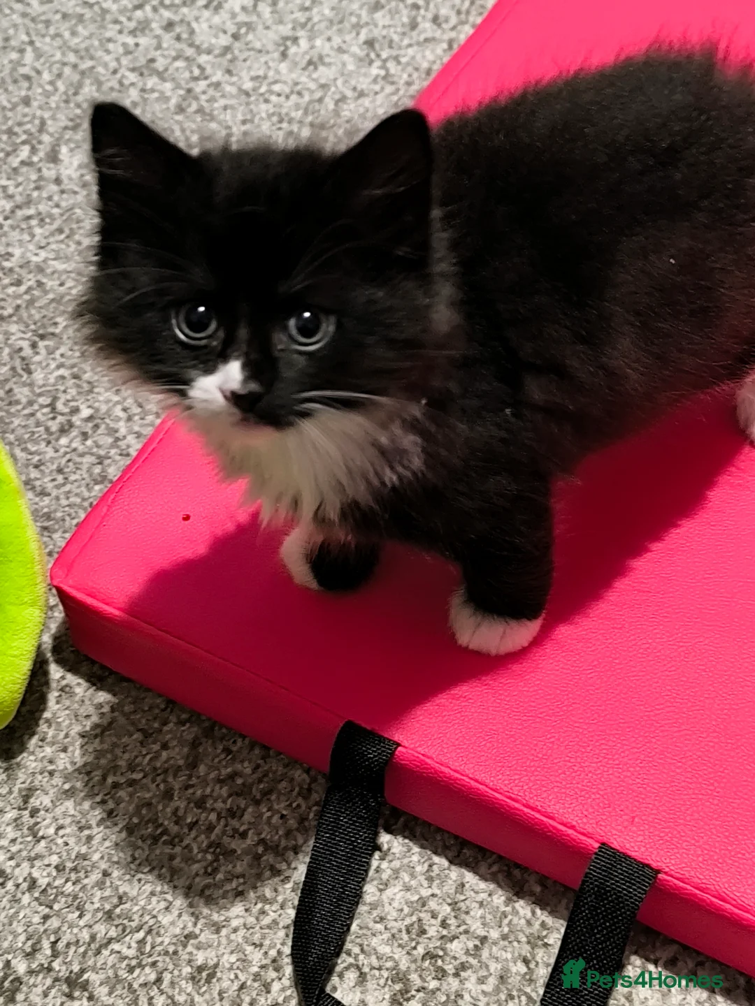 Mixed Breed cats for sale: Long and short hair kittens available now  - Advert 3