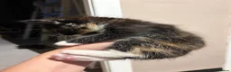 Mixed Breed cats for sale: Kittens  in Dewsbury - Advert 5