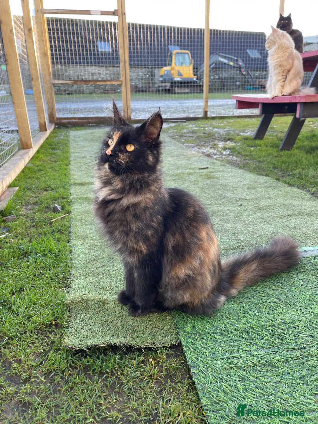 Maine Coon cats for sale: Top pedigree MaineCoon sisters  - Advert 27