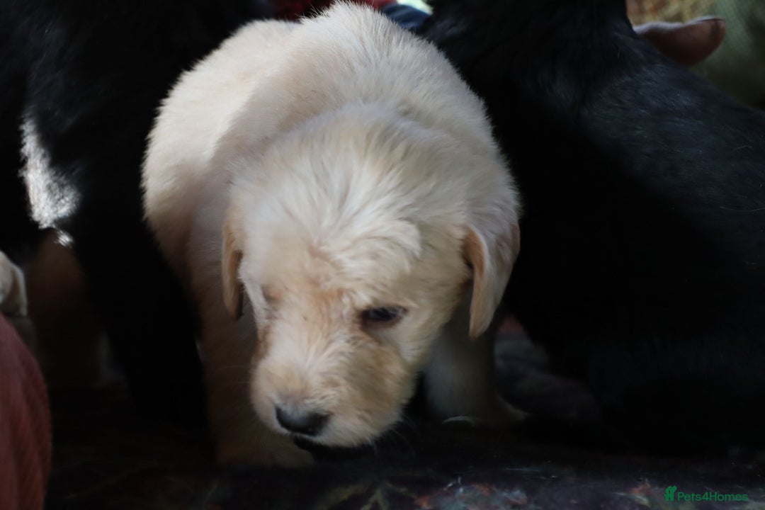Labradoodle dogs for sale: Lovely Labradoodle Puppies Licenced Breeder - Image 18