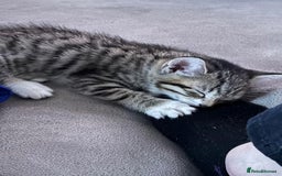Mixed Breed cats for sale: Tabby kittens  - Image 5