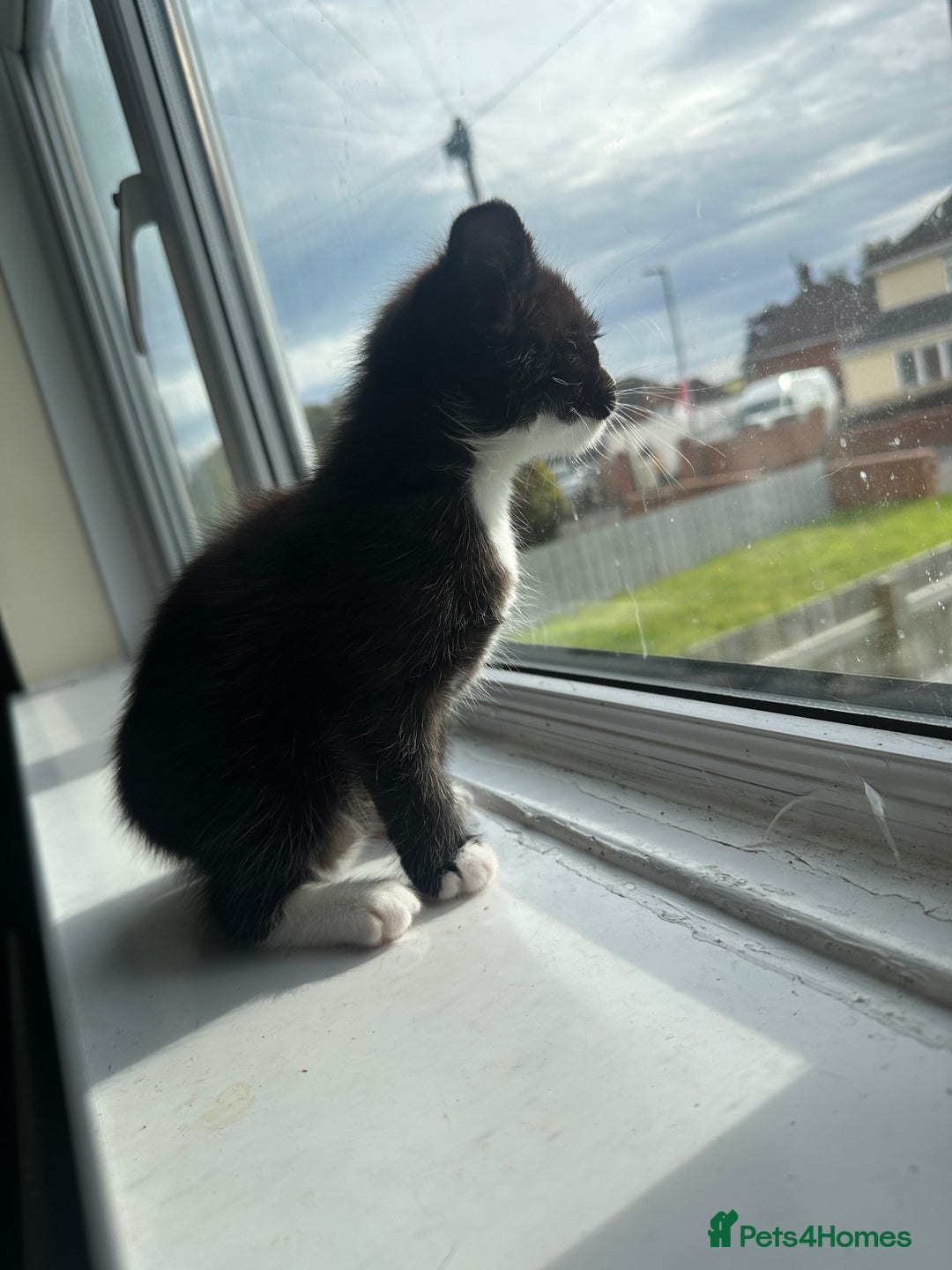 Mixed Breed cats for sale: Beautiful litter of kittens - Image 11