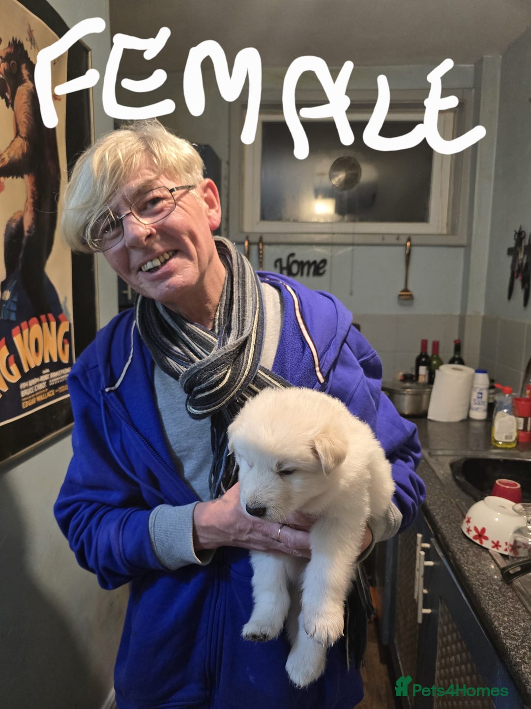 Mixed Breed dogs for sale: Northern Inuit x German shepherd puppies for sale  - Advert 10