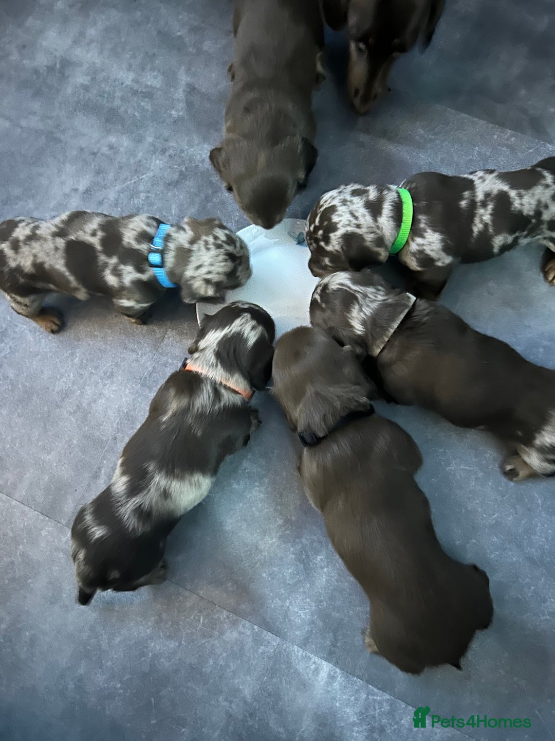 Miniature Dachshund dogs for sale: Chocolate Tan/dapple Miniature Dachsund - Image 31