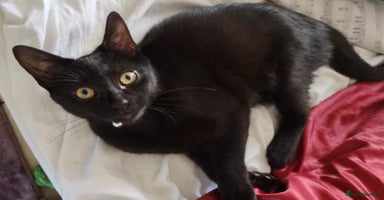 Ragdoll cats - Advert 4