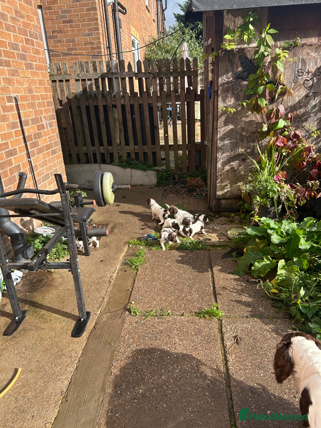 English Springer Spaniel dogs for sale: Springer spaniel pups READY NEXT WEEK - Advert 13