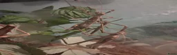 Stick Insects invertebrates for sale: Stick insects babies and adults - Advert 3