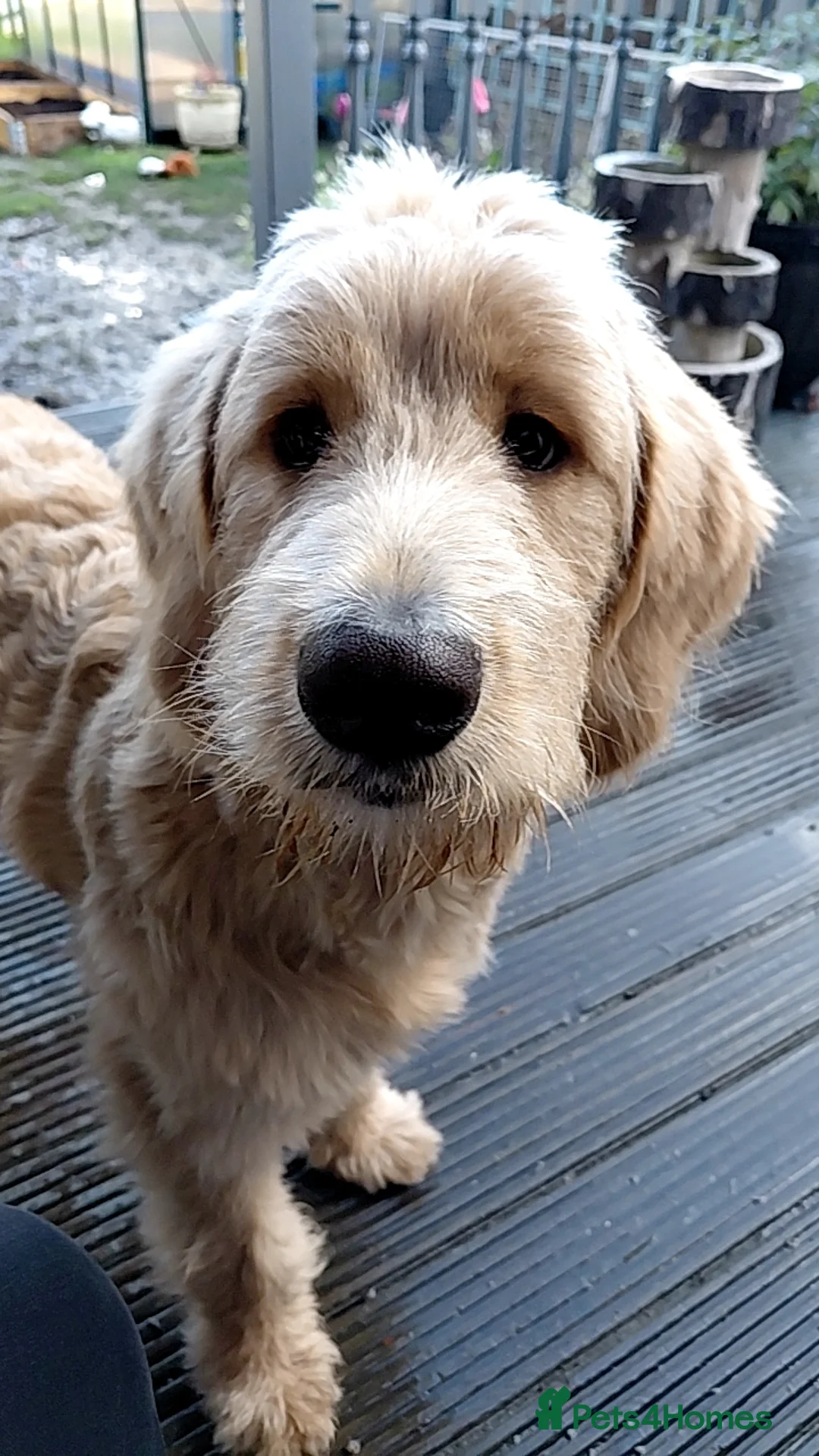 Double Doodle dogs for sale: Golden Mountain doodle  - Advert 1
