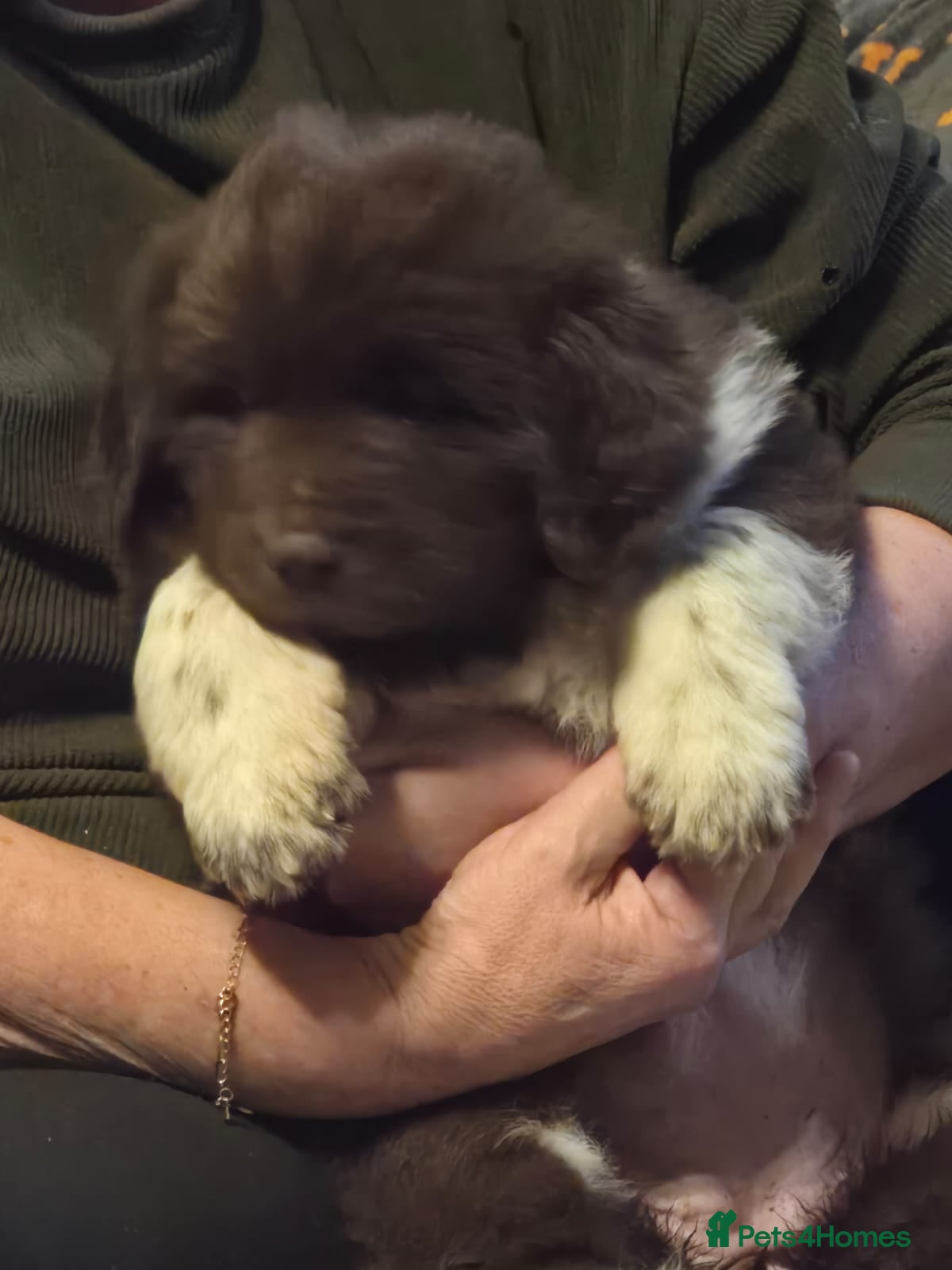 Mixed Breed dogs Newfoundland x Great pyranees - Advert 3