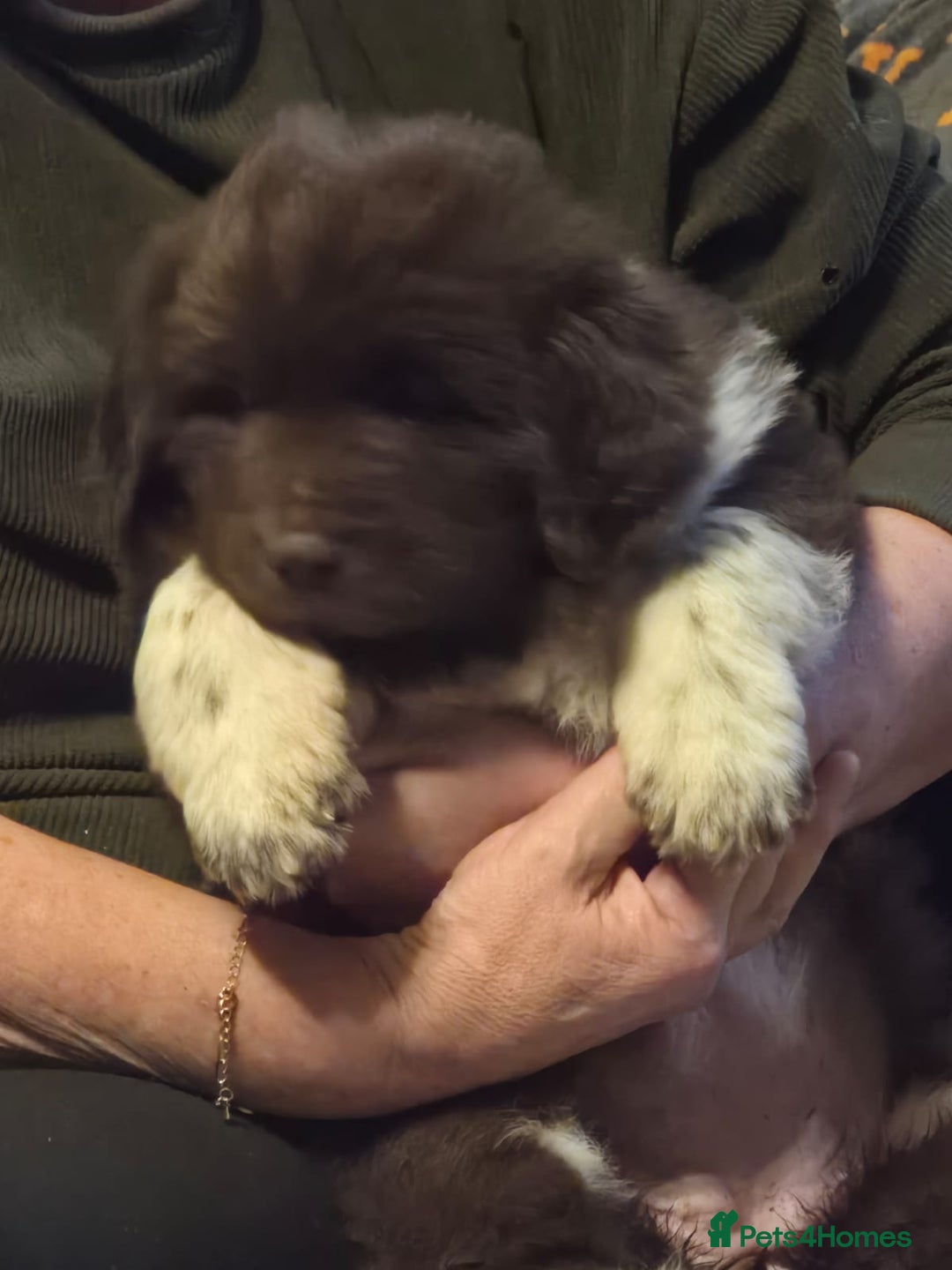 Mixed Breed dogs for sale: Newfoundland x 25% Great pyranees - Advert 1