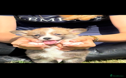 Welsh Corgi Pembroke dogs for sale: Beautiful Pembrokeshire welsh corgi puppies !! - Image 4