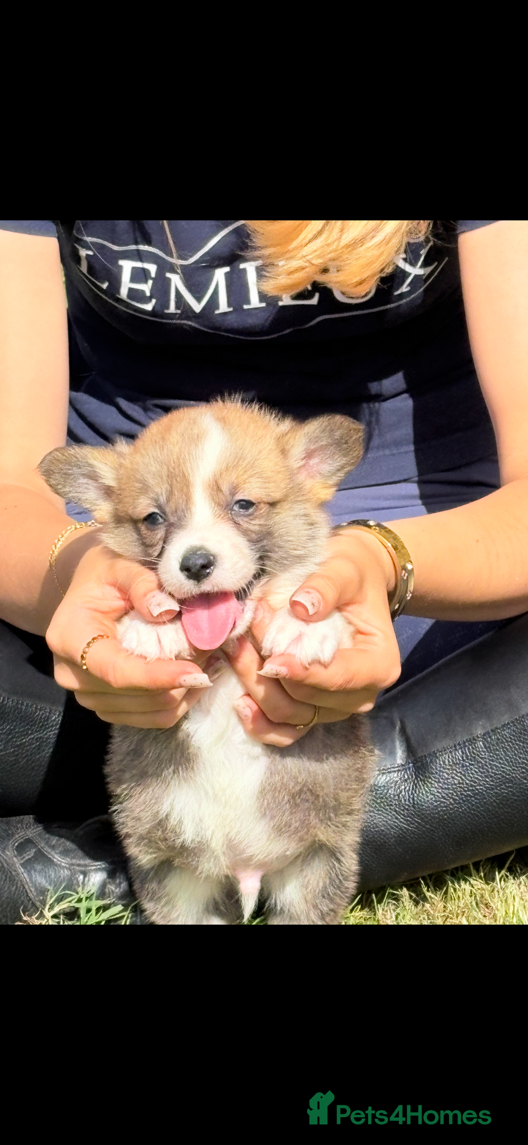 Welsh Corgi Pembroke dogs for sale: Beautiful Pembrokeshire welsh corgi puppies !! - Image 4