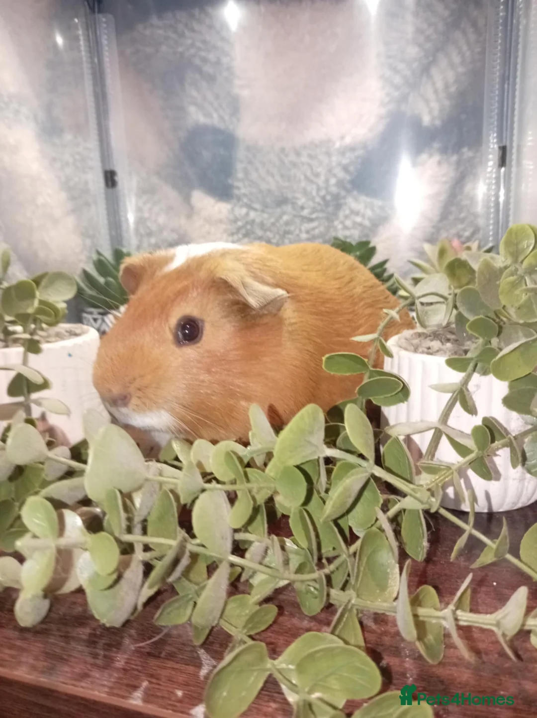 Guinea Pig rodents for sale: 2 bonded male guinea pigs  - Advert 1