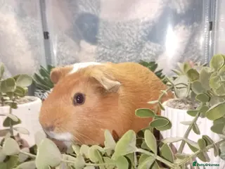 Guinea Pig rodents 2 bonded male guinea pigs - Advert 2