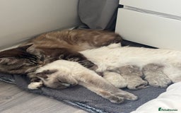 Ragdoll cats for sale: Ragdoll kittens - Image 4