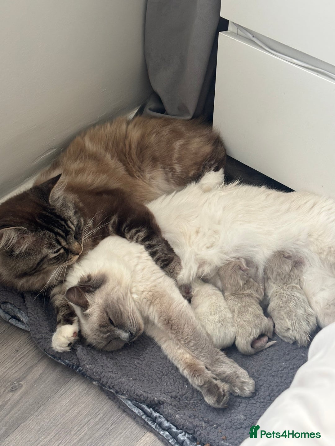 Ragdoll cats for sale: Ragdoll kittens - Image 4