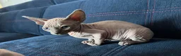 Sphynx cats for sale: Beautiful Blue-Eyed Sphynx Kittens – Ready Now - Advert 25
