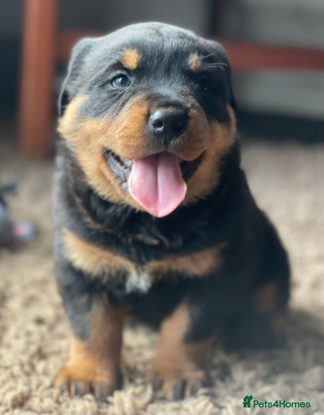 Rottweiler dogs for stud: Health Tested Rottweiler For Stud in Wisbech - Advert 3