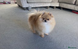 Pomeranian dogs for sale: Tea cup Pom  - Image 1