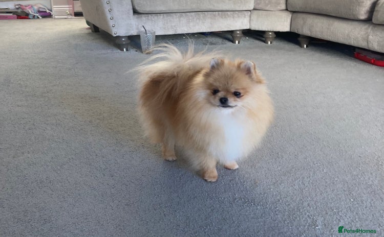 Pomeranian dogs - Advert 1