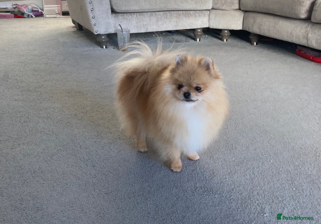 Pomeranian dogs for sale: Tea cup Pom  - Image 1