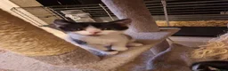 Mixed Breed cats for sale: Playful kittens looking for their furrever homes - Advert 10