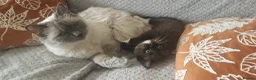 Mixed Breed cats for sale: RAGDOLL CROSS GIRL FOR SALE - Advert 11