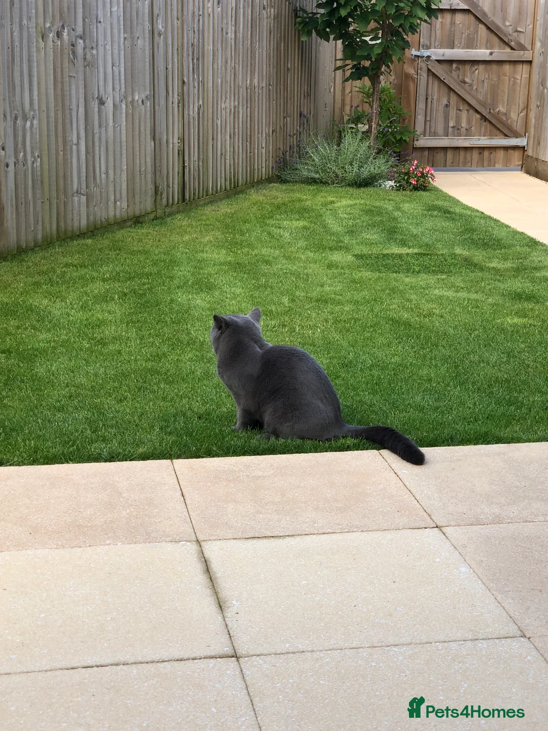 British Shorthair cats for sale: British Shorthair Kittens Available - Advert 2