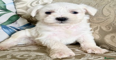 Miniature Schnauzer dogs - Advert 5